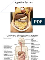 Anatomi Digestive