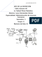 Ensayo de La Excreción