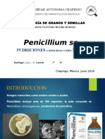 Penicillium Sp.
