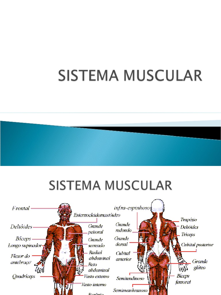 Das Funções Abaixo Todas São Realizadas Pelo Sistema Muscular