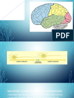 structure and function of the brain biopsyc day 3 2016