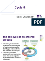 The Cell Cycle & Cancer