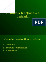 Curs 5 - Anatomia Functionala A Umarului