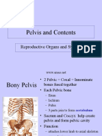 K1 & K3 - Contents of Pelvis