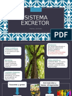 Sistema Excretor