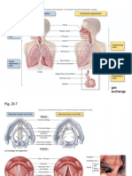 Respiratory System PHYSIOLOGY