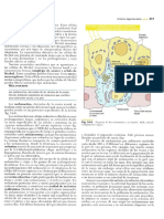 Cap 14 - Sistema Tegumentario