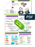 Bacterias y Virus