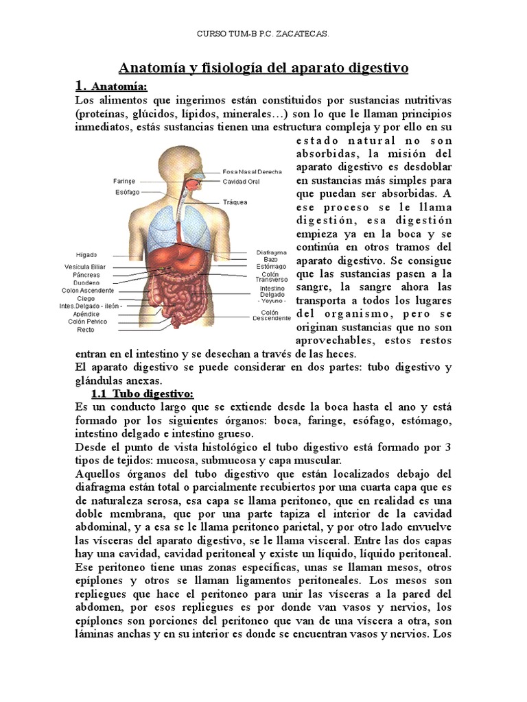 Anatomia Y Fisiologia Del Aparato Digestivo Pdf Sistema Digestivo
