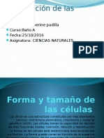 Clasificación de Las Celulas - PPTX KATHERINE PADILLA 8 AÑO A