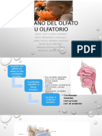 Órgano Del Olfato Anatomia Equipo