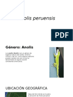 Anolis Peruensis