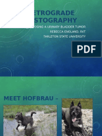 retrogade cystography ppt