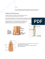 CLASE 3 Generalidades de Artrología PDF