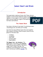 The Human Heart and Brain: The Biggest Part: The Cerebrum: The