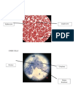 Cell Diagram