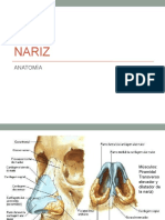 Anatomia Nariz