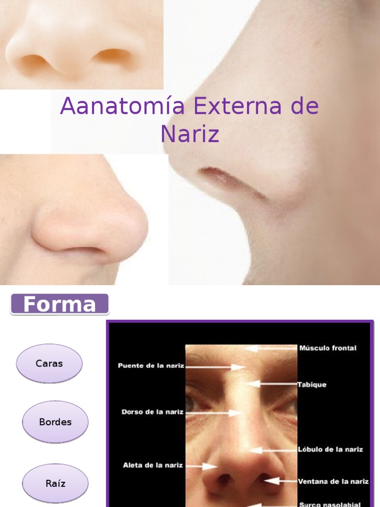 Anatomía Externa de la Nariz | PDF | Cabeza y cuello humanos | Anatomía