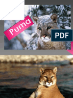 Puma Ana