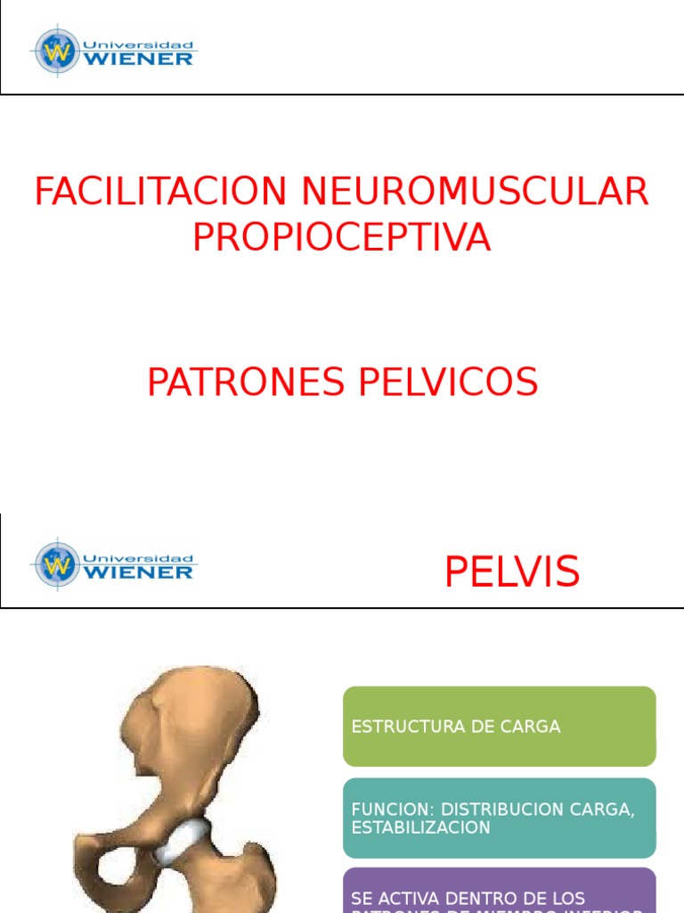 Clase 92 FNP Pelvis PDF