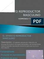 Aparato-Reproductor-Masculino