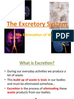 Thomson - The Excretory System