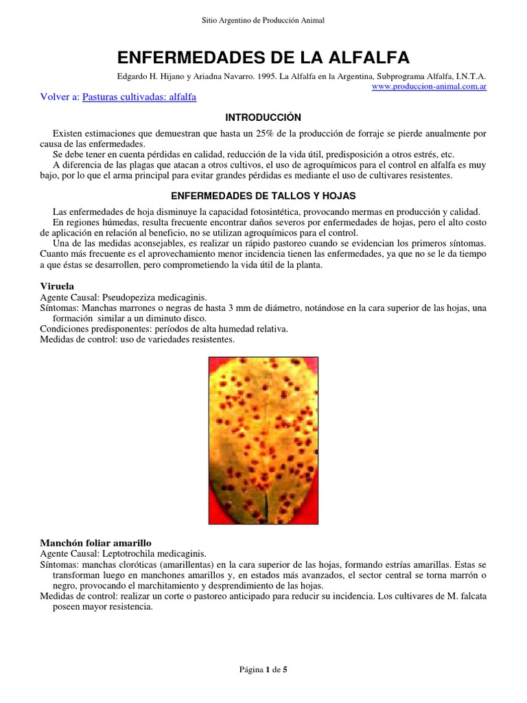 Enfermedades de la Alfalfa y Control | PDF | Alfalfa | Hoja