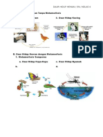 Daur Hidup Hewan Kambing Daur Hidup Hewan Kambing