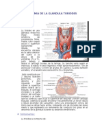 Anatomia de La Glandula Tiroides