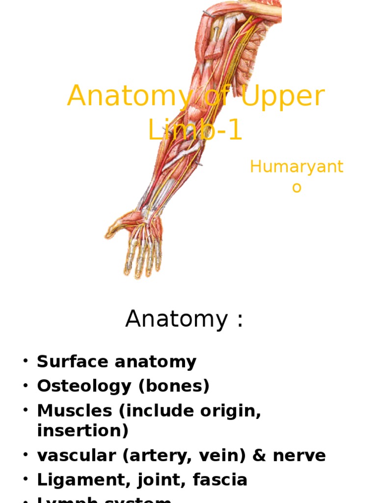 Upper Limb Anatomy Overview | PDF | Arm | Elbow