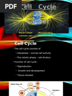 Cell Cycle & Cancer