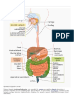 Aparatul Digestiv Wiki