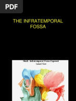 The Infratemporal Fossa