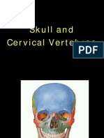 Skull and Cervical Vertebrae