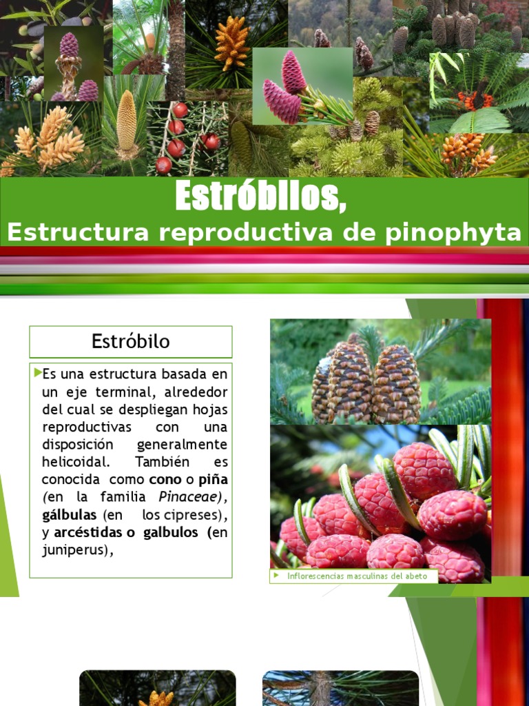 Estructura y tipos de estróbilos | PDF
