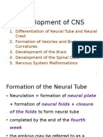 4.development of CNS