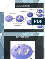 Meiosis