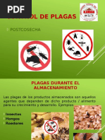 Manual Del Plagas de Granos Almacenados | PDF | Rata | Insectos