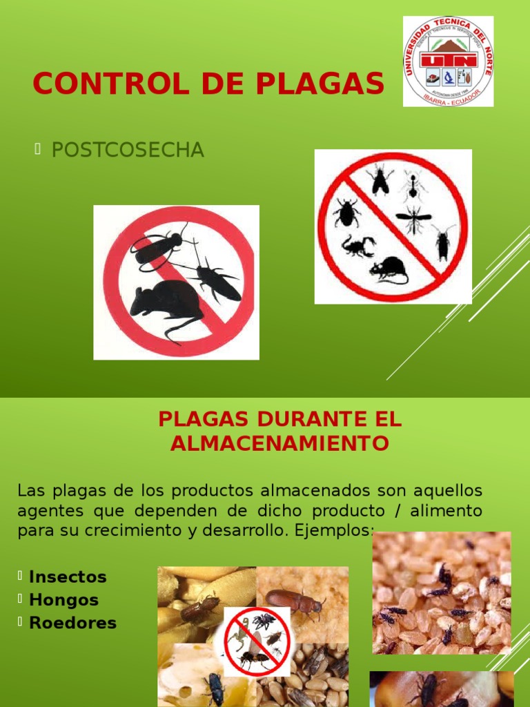 Control de Plagas en Almacenamiento | PDF | Insectos | Pesticida