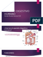Aparato Digestivo Humano Presentacion