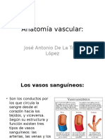 Anatomía Vascular