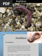 8 - Anelideos