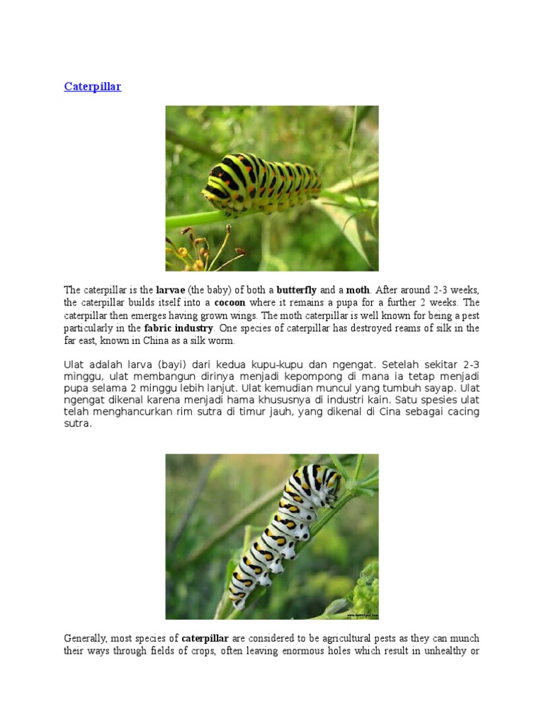 Caterpilla 1 | PDF
