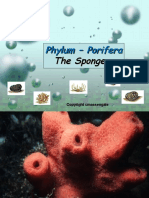 Phylum - Porifera The Sponges