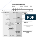 Desarrollo Del Sistema Nervioso