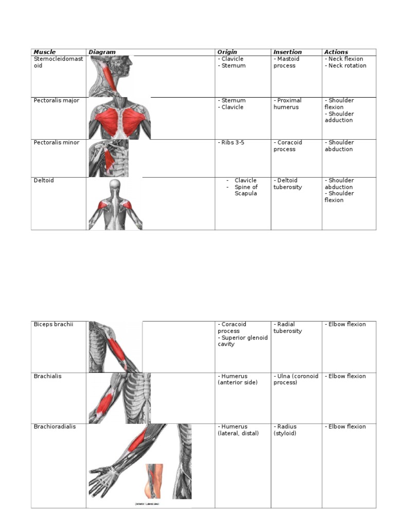 Muscle Origin Action Chart