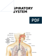 Anatomi Respirasi