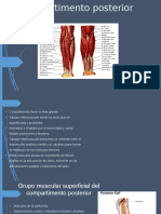 Compartimento Posterior