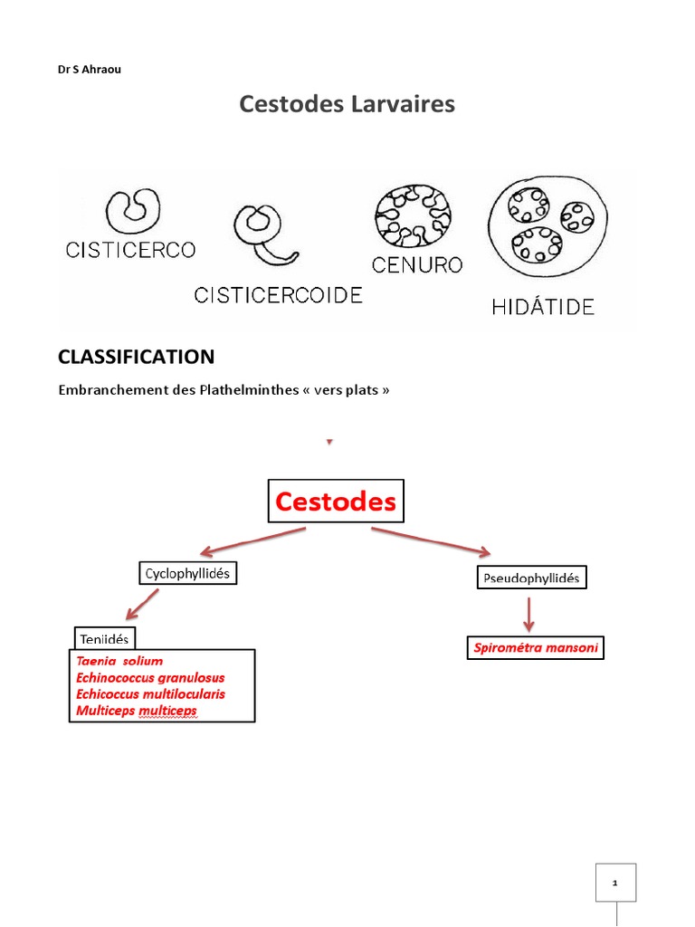 Classification des Cestodes et Kystes Hydatiques | PDF | Maladies ...