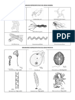 Organismos Representativos de Los Reinos Biologicos